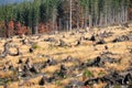 Forest cleared in apuseni mountains,romania