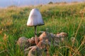 Compost fungus on the field Royalty Free Stock Photo