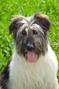 Romanian Carpathian Shepherd Dog Royalty Free Stock Photo