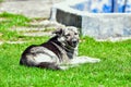 Romanian Carpathian Shepherd 2 - Romania Royalty Free Stock Photo