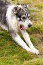 Romanian Carpathian Shepherd Dog Royalty Free Stock Photo