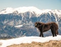 Romanian Carpathian Shepherd dog with the Bucegi Mountains in the background. Dark hair dog walking in the snow Royalty Free Stock Photo