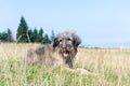 Romanian Carpathian Shepherd Dog Royalty Free Stock Photo