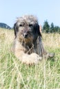 Romanian Carpathian Shepherd Dog Royalty Free Stock Photo