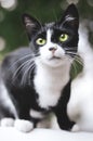 Romanian cat with green eyes Royalty Free Stock Photo