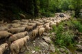 Romanian flock transhumance shepherd in the mountains Royalty Free Stock Photo