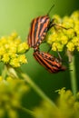 red and black striped stink bugs on a yellow flower Royalty Free Stock Photo