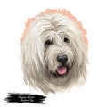 Romanian mioritic dog digital art illustration livestock guardian breed that originated in Carpathian Mountains of Royalty Free Stock Photo