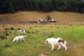 Romanian Shepherd Dog in a mountain village. Royalty Free Stock Photo