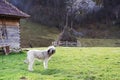 Romanian Shepherd Dog in a mountain village. Royalty Free Stock Photo