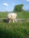 Romanian mioritic shepherd dog shaking after bathing in the river Royalty Free Stock Photo