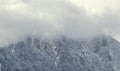 Romanian mountains range with pine forest and fog, winter time