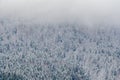 Romanian mountains range with pine forest and fog, winter time