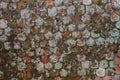 Romanian old roof tiles texture with lichens due to humid climate Royalty Free Stock Photo