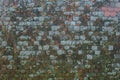 Romanian old roof tiles texture with lichens due to humid climate Royalty Free Stock Photo