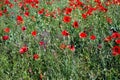 Wheat guarded by poppies 2