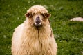 Romanian sheep
