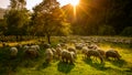 Romanian sheep farm at sunset in Transylvanian mountains