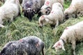 Romanian sheep grazing Royalty Free Stock Photo