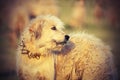 Romanian sheep hound