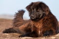 Romanian Shepherd Dog Royalty Free Stock Photo