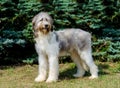 Romanian Shepherd Dog full face.