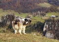 Romanian Shepherd Dog in a mountain village. Royalty Free Stock Photo