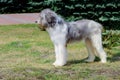 Romanian Shepherd dog profile.
