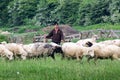 Romanian shepherd with flock of sheep Royalty Free Stock Photo