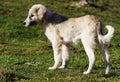 Romanian Shepherd puppy in a mountain village. Royalty Free Stock Photo