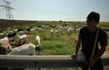 Romanian shepherd with sheep and goats