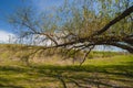 Romanian spring forest