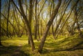 Romanian spring forest