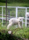 Romanian white lamb