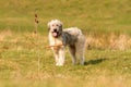 Romanian white shepherd dog