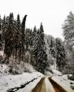 Romanian white wilderness