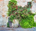 Romantic antique roses in grungy and vintage location