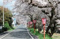 Romantic archway of flourishing cherry blossoms ( Sakura Namiki ) and traditional Japanese lamp Royalty Free Stock Photo