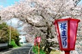 Romantic archway of pink cherry tree blossoms ( Sakura Namiki ) and Japanese style lamp posts along a country road Royalty Free Stock Photo