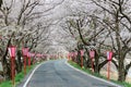Romantic archway of pink cherry tree (Sakura) blossoms and Japanese style lamp posts along a country road