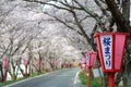 Romantic archway of pink cherry tree (Sakura) blossoms and Japanese style lamp posts along a country road