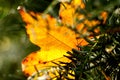 Romantic autumn leaf cought by the tree