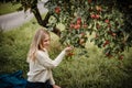 Romantic autumn portrait of blonde woman picking a red apple and wearing cozy biege sweater Royalty Free Stock Photo