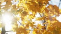 Romantic autumn sunny day nature beauty yellow