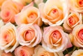 Romantic background, delicate cream pink roses flowers close-up