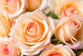 Romantic background, delicate cream pink roses flowers close-up