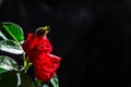 Romantic background with red rose on black background. Passionate love. Greeting card with space for text