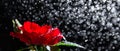 Romantic background with red rose under the rain on black. Passionate love. Greeting card. Banner with space for text