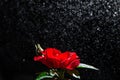 Romantic background with red rose under the rain on black. Passionate love. Greeting card with space for text