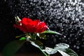 Romantic background with red rose under the rain on black. Passionate love. Greeting card with space for text